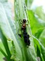 ants herding aphids 05