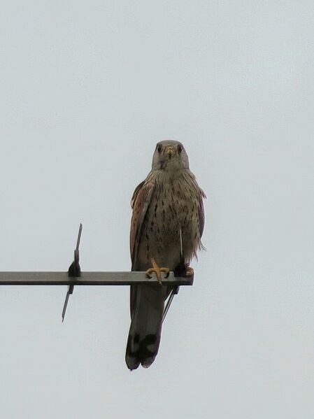 File:Falco tinnunculus 08.jpg