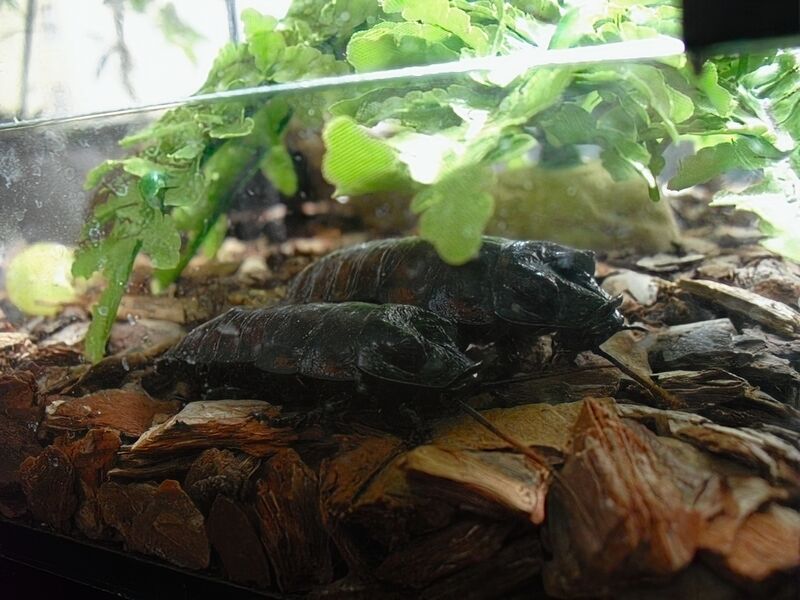 File:Gromphadorhina portentosa 06.jpg