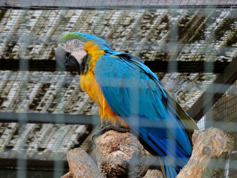 File:Ara ararauna 01.jpg