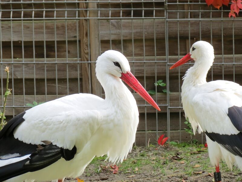 File:Ciconia ciconia 02.jpg