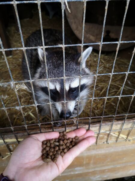 File:Procyon lotor 13.jpg