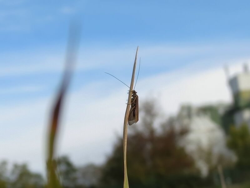 File:Anabolia nervosa 02.jpg