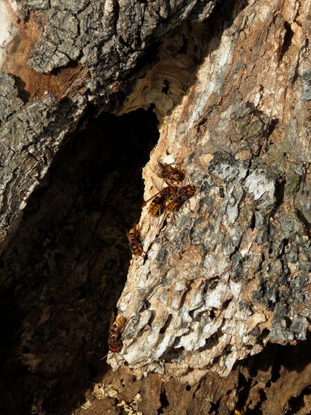 File:Vespa crabro 04.jpg