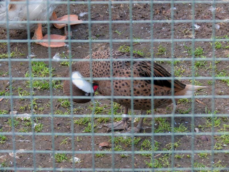 File:Anas bahamensis 03.jpg