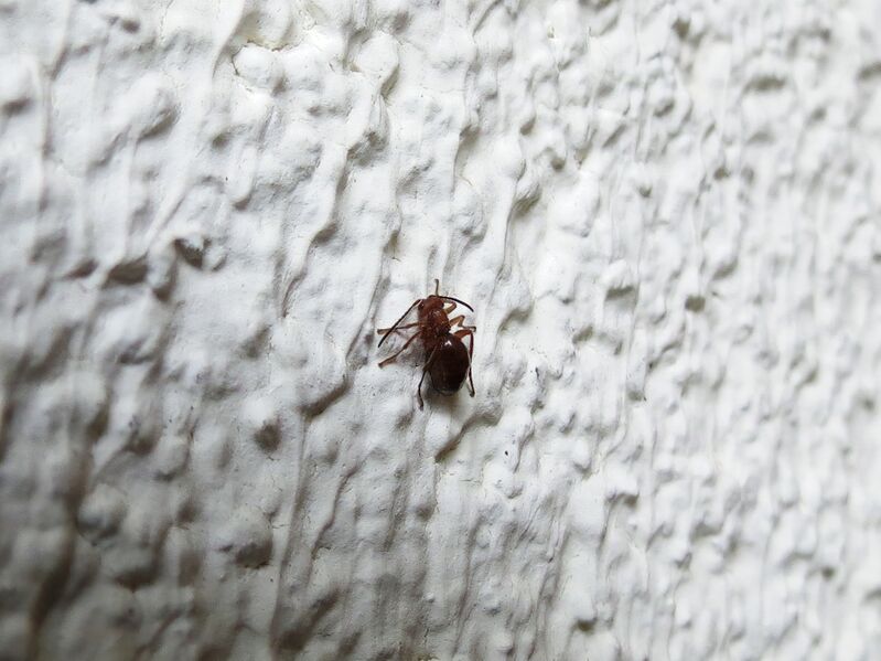 File:Biorhiza pallida 01.jpg