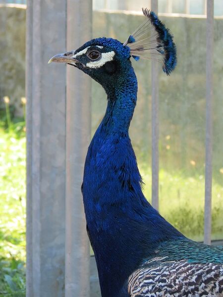 File:Pavo cristatus 01.jpg