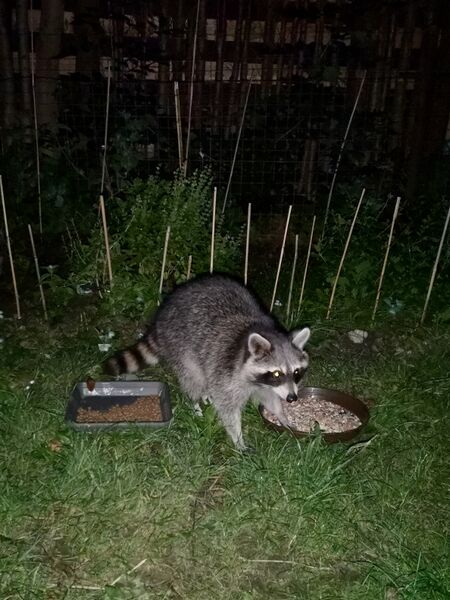 File:Procyon lotor 07.jpg