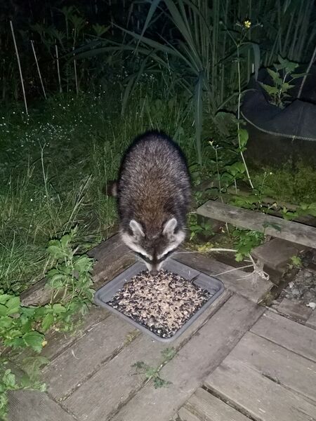 File:Procyon lotor 09.jpg