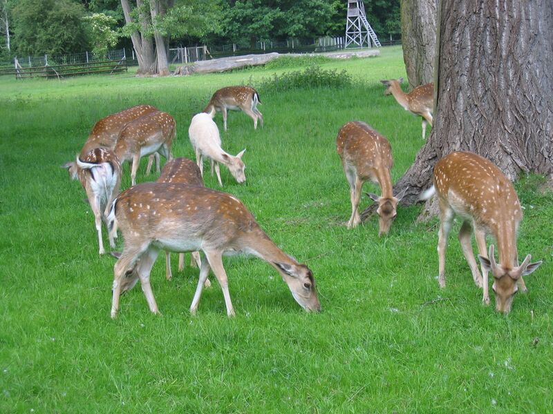 File:Cervus nippon 01.jpg