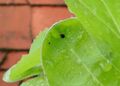 black on leaf 01