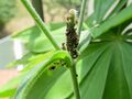 ants herding aphids 01