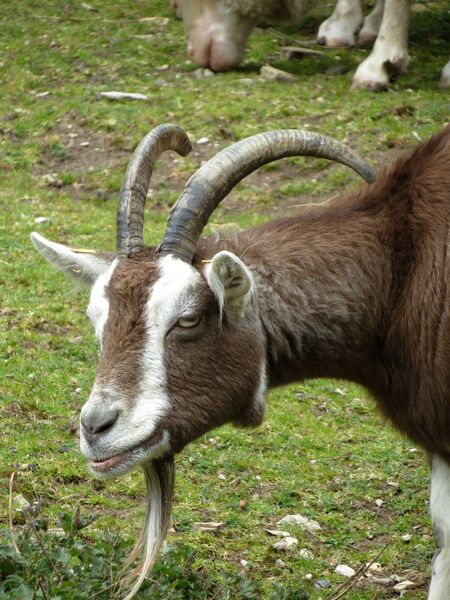 File:Capra hircus 10.jpg