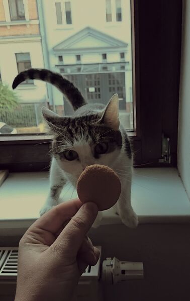 File:Felis catus 12.jpg