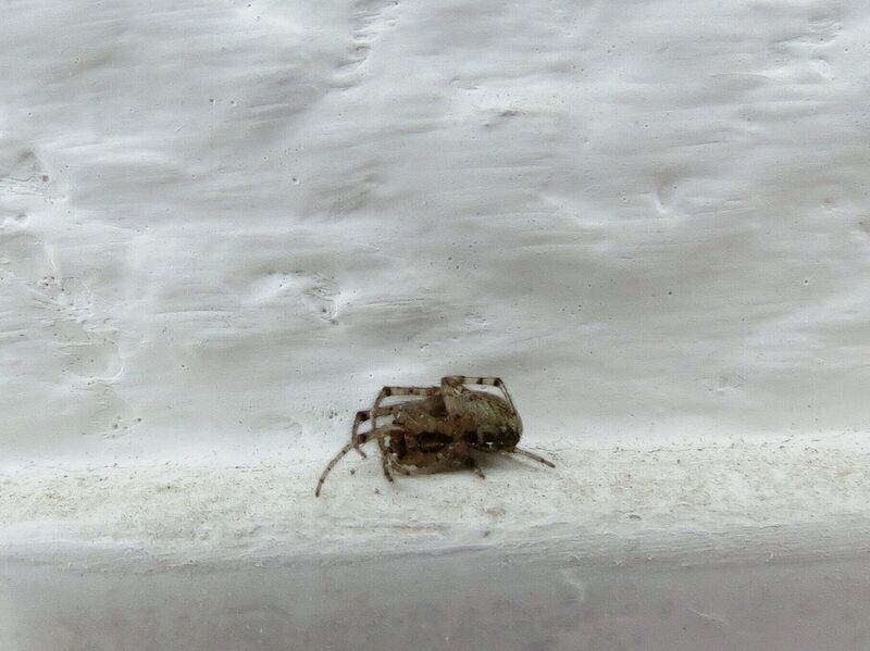 File:Zygiella x-notata 03.jpg