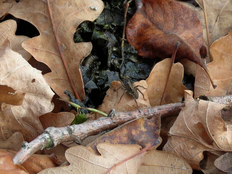 File:Pardosa amentata 04.jpg