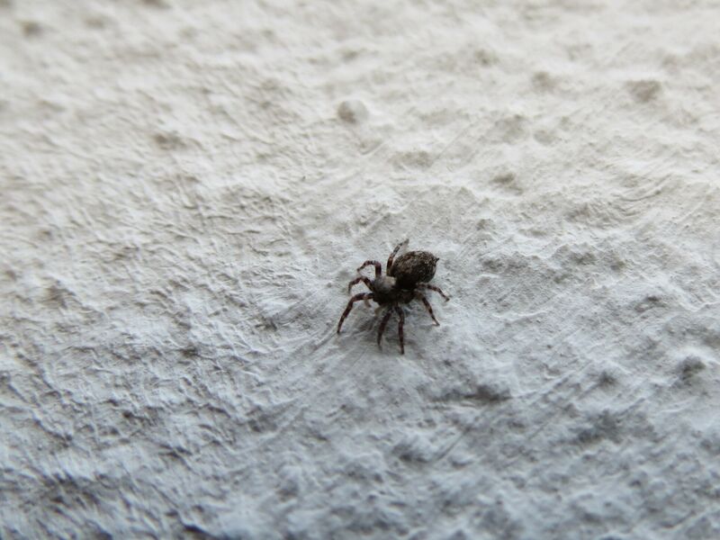 File:Pseudeuophrys lanigera 28.jpg