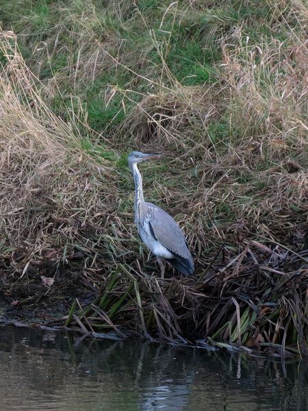 File:Ardea cinerea 09.jpg