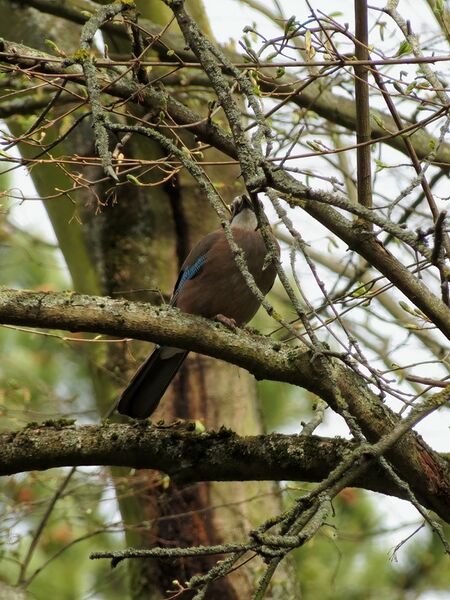 File:Garrulus glandarius 05.jpg
