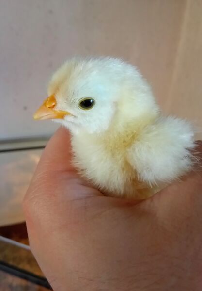 File:Gallus gallus 07.jpg