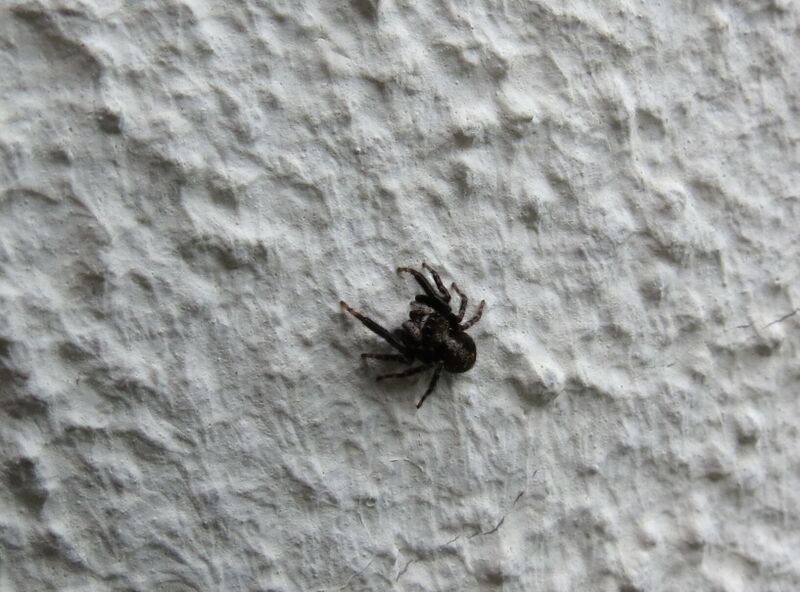 File:Pseudeuophrys lanigera 29.jpg