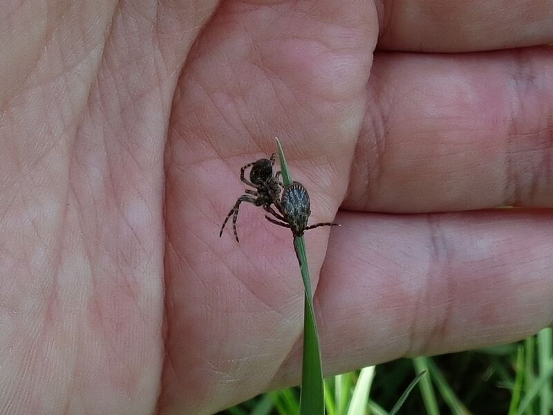 File:Dermacentor reticulatus 01.jpg