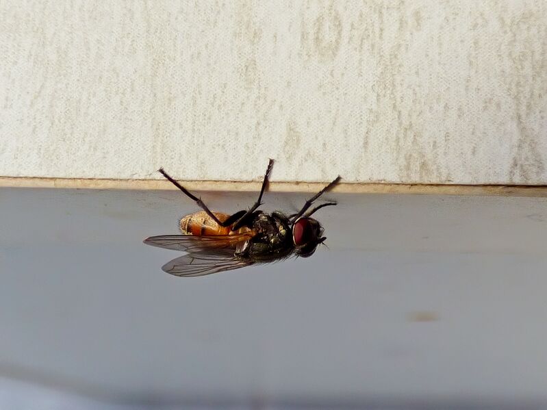 File:Musca domestica 01.jpg