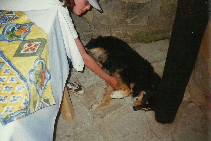 File:Canis familiaris 20.jpg