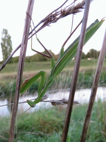 File:Mantis religiosa 03.jpg