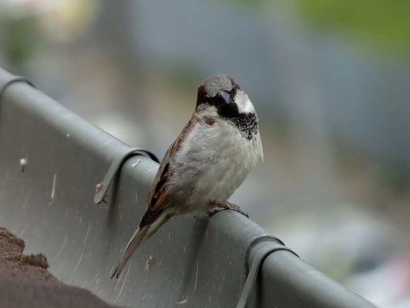 File:Passer domesticus 19.jpg
