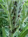 ants herding aphids 09