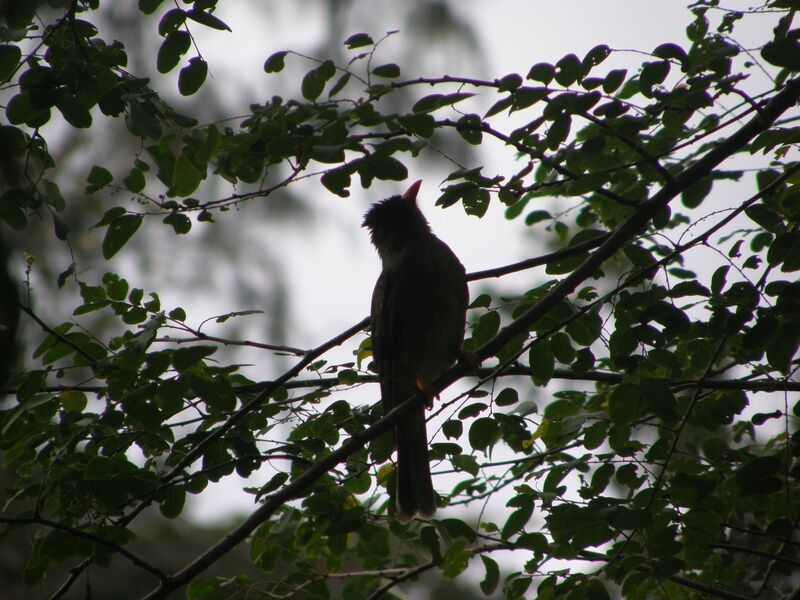 File:Hypsipetes crassirostris 06.jpg