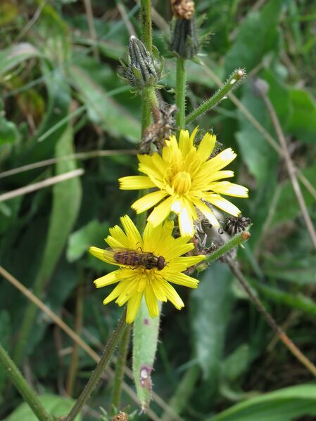 File:Episyrphus balteatus 01.jpg
