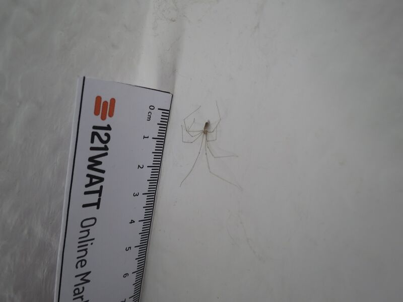 File:Pholcus phalangioides 11.jpg