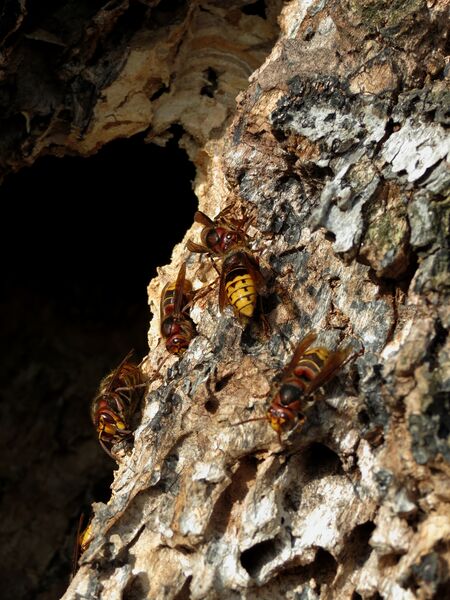 File:Vespa crabro 05.jpg