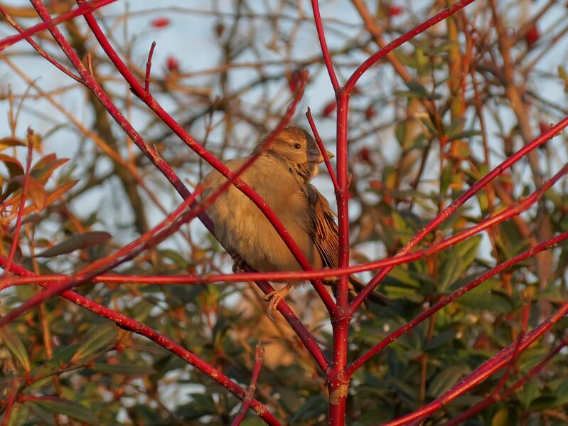 File:Passer domesticus 15.jpg