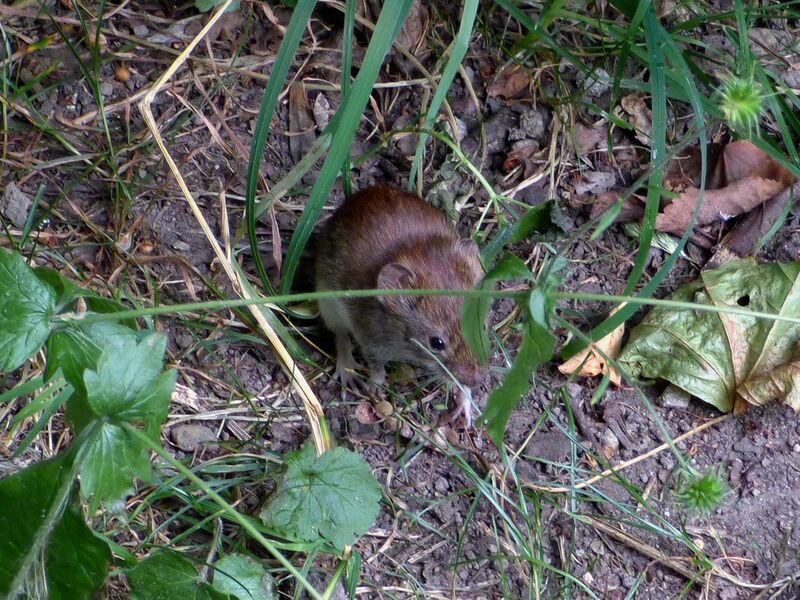 File:Clethrionomys glareolus 04.jpg