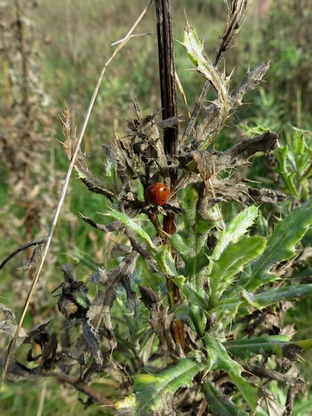 File:Coccinella septempunctata 03.jpg