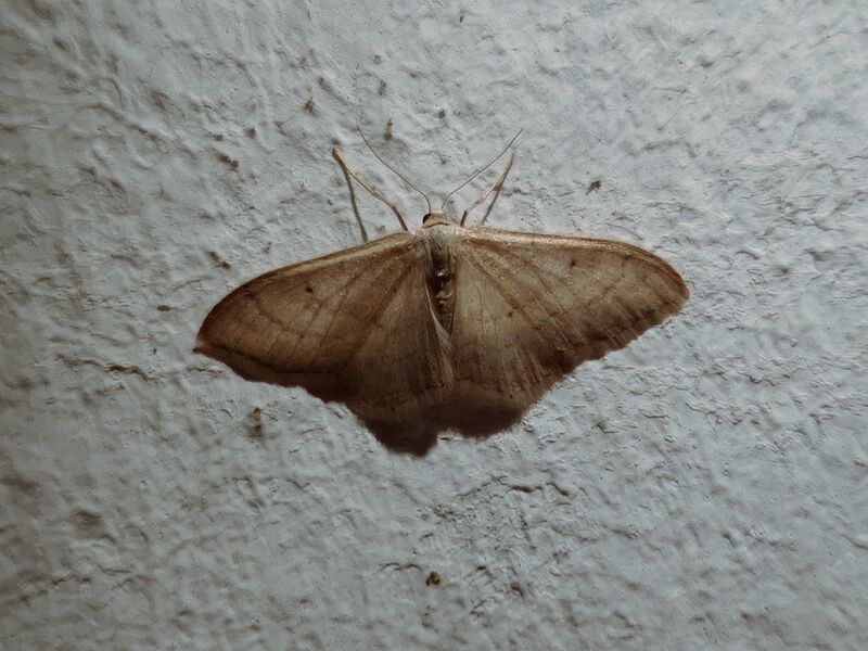 File:Idaea straminata 01.jpg