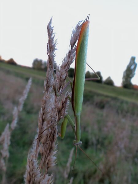 File:Mantis religiosa 05.jpg