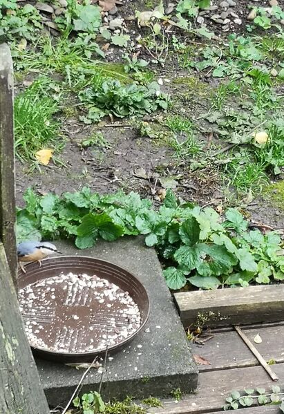 File:Sitta europaea 02.jpg