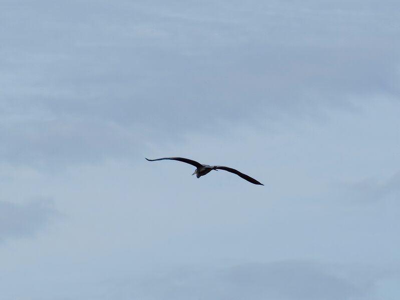 File:Ardea cinerea 02.jpg