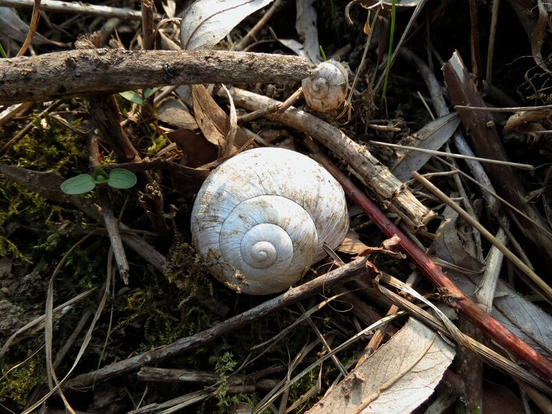 File:Helix pomatia 05.jpg