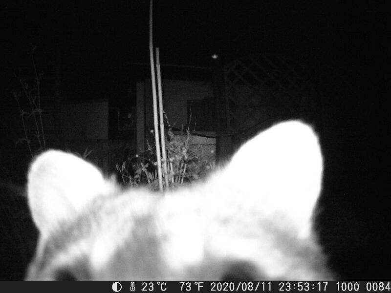 File:Procyon lotor 02.jpg