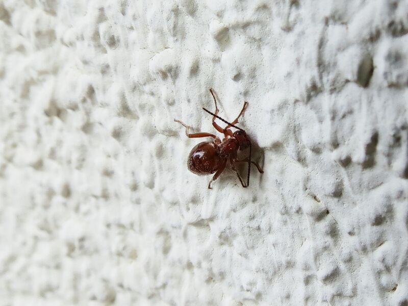 File:Biorhiza pallida 04.jpg