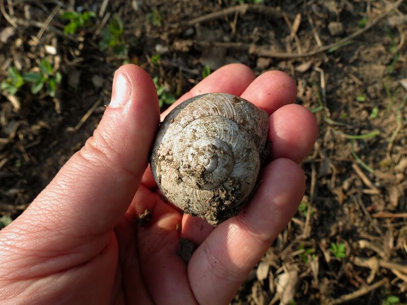 File:Helix pomatia 10.jpg