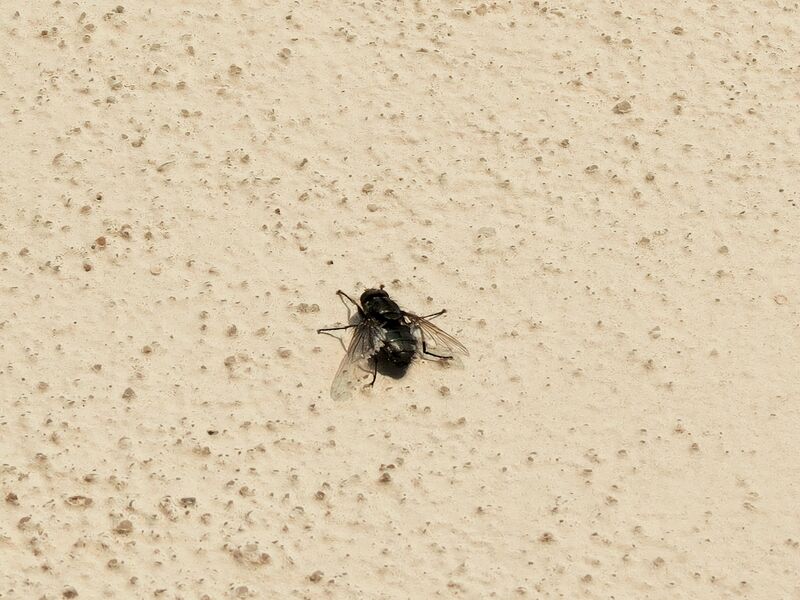 File:Calliphora vicina 05.jpg