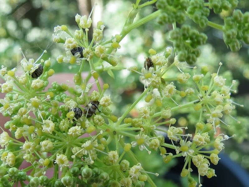 File:Anthrenus verbasci 03.jpg