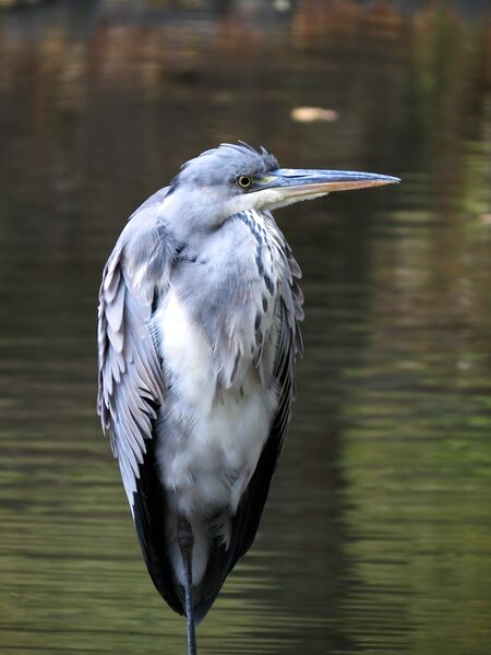 File:Ardea cinerea 06.jpg