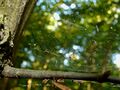 on tree 01